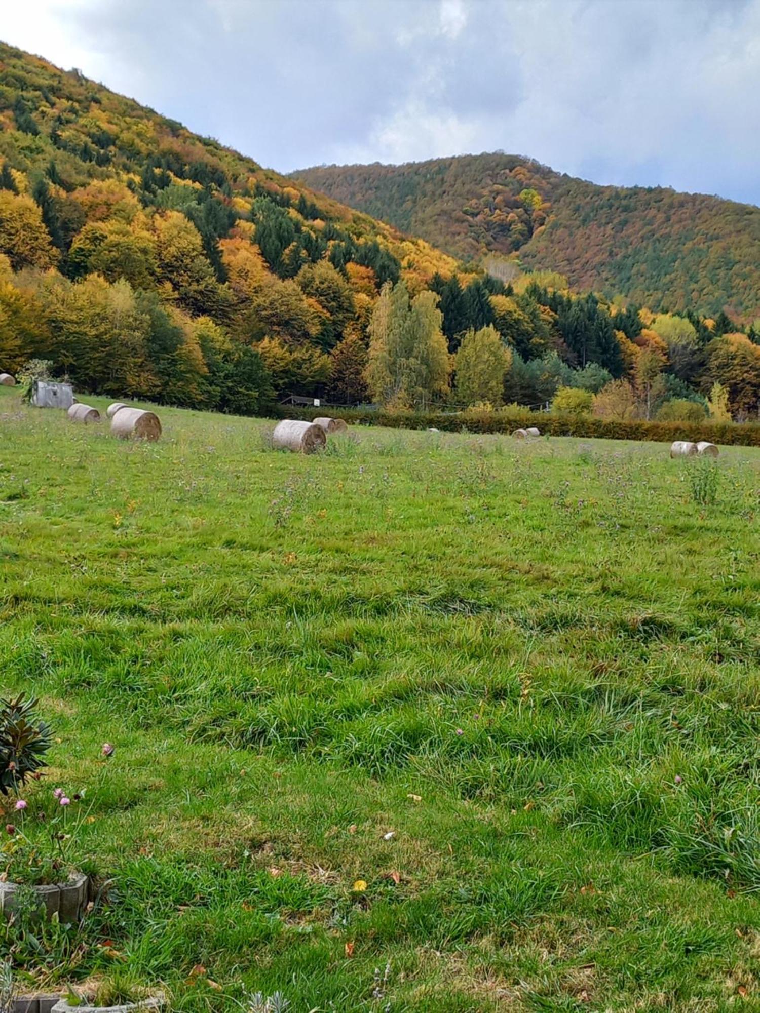 Pensiunea Natura Sadu Sibiu Extérieur photo
